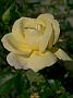 Rosa Gloria Deis
